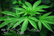 CBD Hanf enthält viele wertvolle Pflanzstoffe, wie CBD oder Terpene.