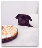 abnehmen hund2 richtig abnehmen